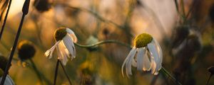 Preview wallpaper chamomile, flower, petals, macro, wild