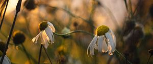 Preview wallpaper chamomile, flower, petals, macro, wild