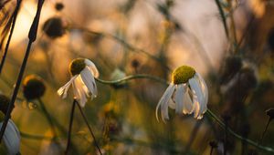 Preview wallpaper chamomile, flower, petals, macro, wild