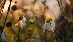 Preview wallpaper chamomile, flower, petals, macro, wild