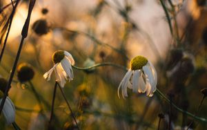 Preview wallpaper chamomile, flower, petals, macro, wild