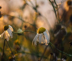 Preview wallpaper chamomile, flower, petals, macro, wild