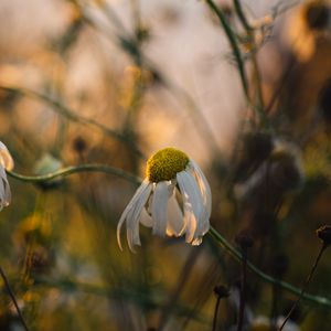 Preview wallpaper chamomile, flower, petals, macro, wild