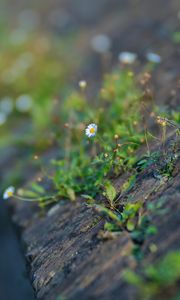 Preview wallpaper chamomile, flower, plant, stone