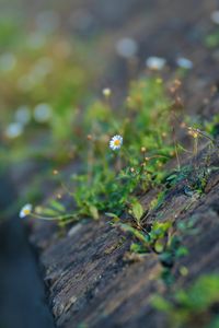 Preview wallpaper chamomile, flower, plant, stone