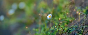 Preview wallpaper chamomile, flower, plant, stone