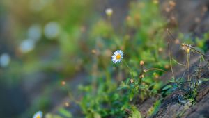 Preview wallpaper chamomile, flower, plant, stone