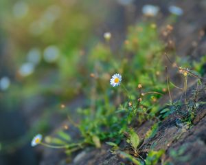 Preview wallpaper chamomile, flower, plant, stone