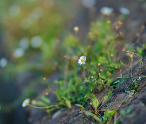 Preview wallpaper chamomile, flower, plant, stone