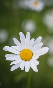 Preview wallpaper chamomile, flower, plant, macro
