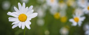 Preview wallpaper chamomile, flower, plant, macro