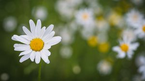 Preview wallpaper chamomile, flower, plant, macro