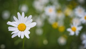 Preview wallpaper chamomile, flower, plant, macro