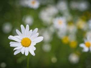 Preview wallpaper chamomile, flower, plant, macro