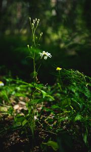 Preview wallpaper chamomile, flower, plants, macro