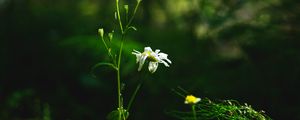 Preview wallpaper chamomile, flower, plants, macro