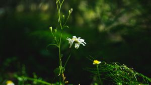 Preview wallpaper chamomile, flower, plants, macro