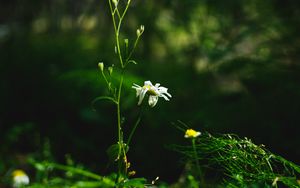 Preview wallpaper chamomile, flower, plants, macro