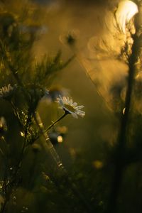 Preview wallpaper chamomile, flower, plants, blur