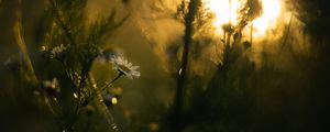 Preview wallpaper chamomile, flower, plants, blur