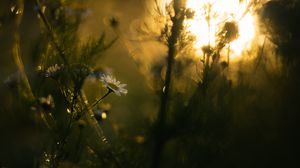 Preview wallpaper chamomile, flower, plants, blur