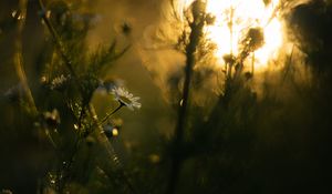 Preview wallpaper chamomile, flower, plants, blur
