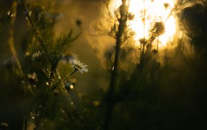 Preview wallpaper chamomile, flower, plants, blur