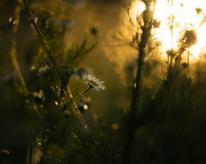 Preview wallpaper chamomile, flower, plants, blur