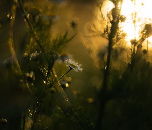 Preview wallpaper chamomile, flower, plants, blur