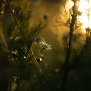 Preview wallpaper chamomile, flower, plants, blur