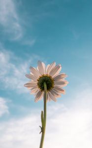 Preview wallpaper chamomile, flower, sky, bloom, bottom view