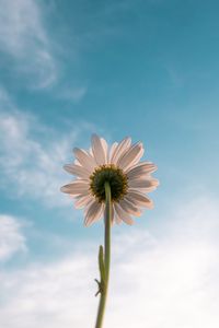 Preview wallpaper chamomile, flower, sky, bloom, bottom view