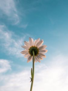 Preview wallpaper chamomile, flower, sky, bloom, bottom view