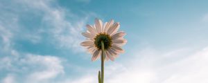 Preview wallpaper chamomile, flower, sky, bloom, bottom view