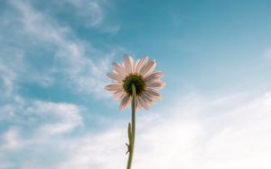 Preview wallpaper chamomile, flower, sky, bloom, bottom view