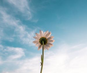 Preview wallpaper chamomile, flower, sky, bloom, bottom view