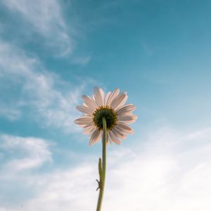 Preview wallpaper chamomile, flower, sky, bloom, bottom view