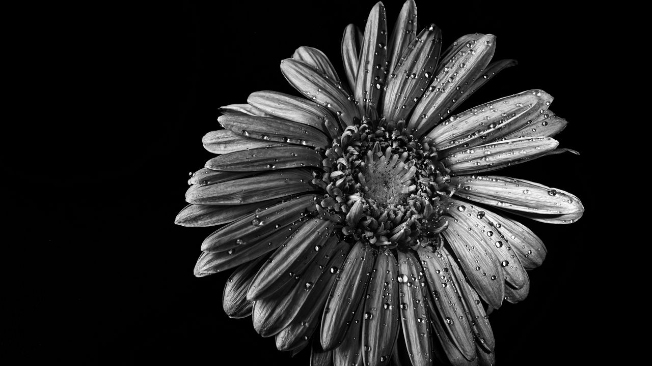 Wallpaper chamomile, flower, wet, macro, black and white