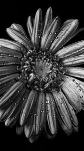 Preview wallpaper chamomile, flower, wet, macro, black and white