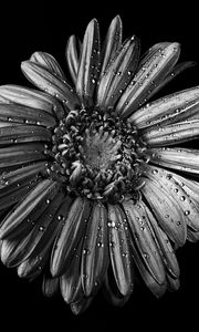 Preview wallpaper chamomile, flower, wet, macro, black and white