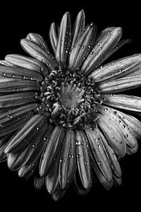 Preview wallpaper chamomile, flower, wet, macro, black and white