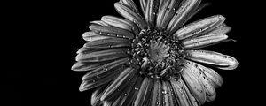 Preview wallpaper chamomile, flower, wet, macro, black and white