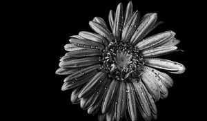 Preview wallpaper chamomile, flower, wet, macro, black and white