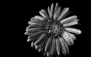 Preview wallpaper chamomile, flower, wet, macro, black and white