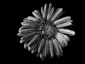 Preview wallpaper chamomile, flower, wet, macro, black and white