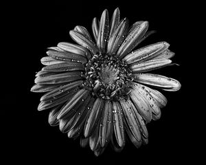 Preview wallpaper chamomile, flower, wet, macro, black and white