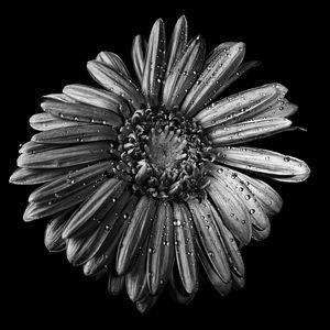 Preview wallpaper chamomile, flower, wet, macro, black and white