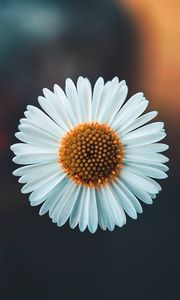 Preview wallpaper chamomile, flower, white, macro, plant