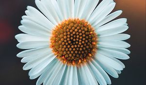 Preview wallpaper chamomile, flower, white, macro, plant