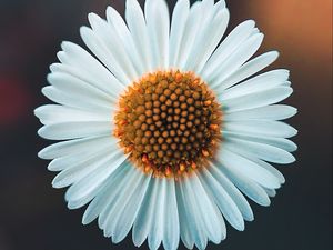 Preview wallpaper chamomile, flower, white, macro, plant